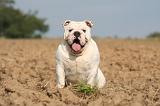 BULLDOG ANGLAIS 166
